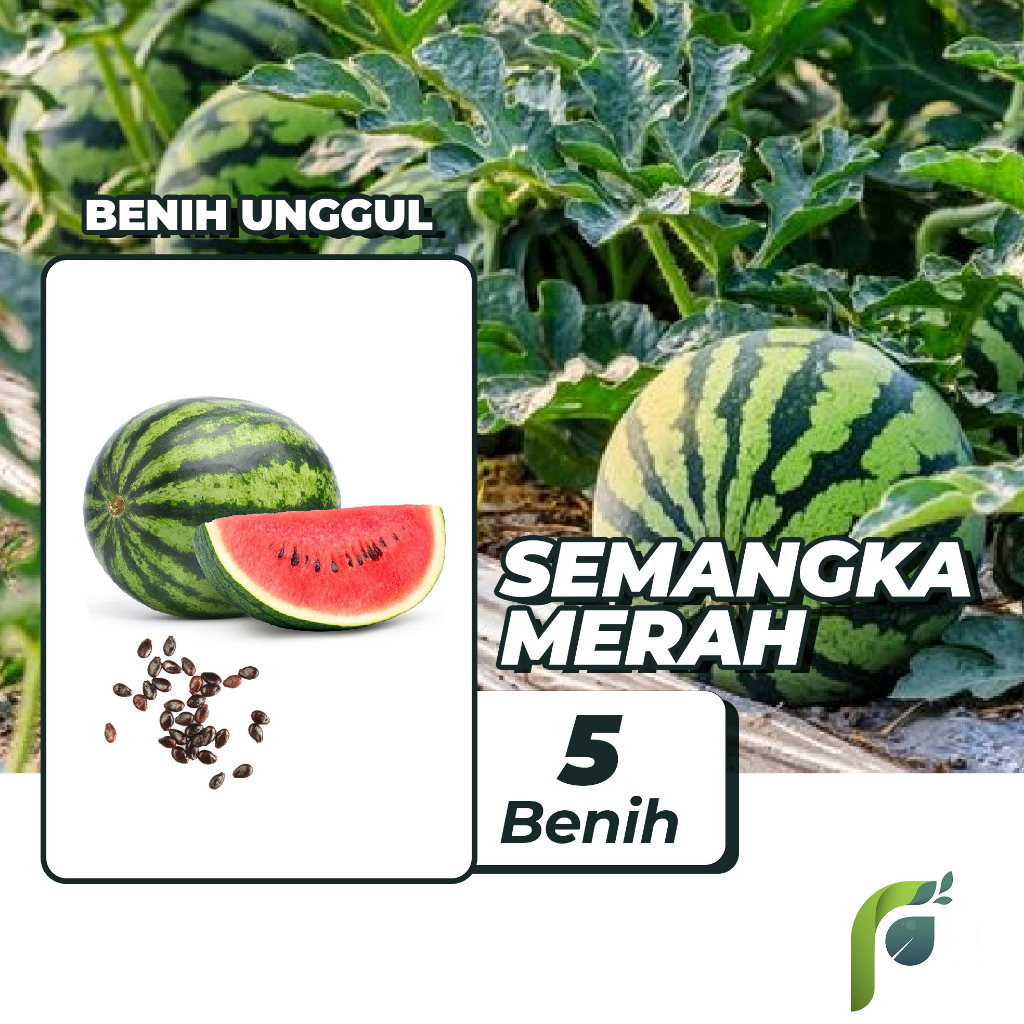 Benih Bibit Semangka Merah 5 Benih Dua Ribuan PG KDR