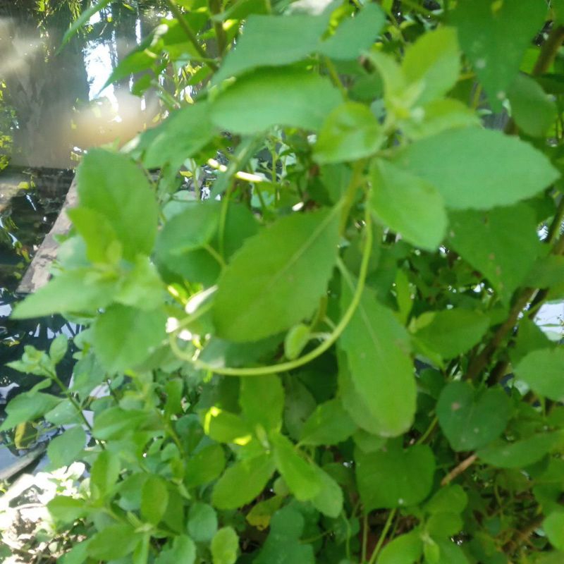 daun luntas segar