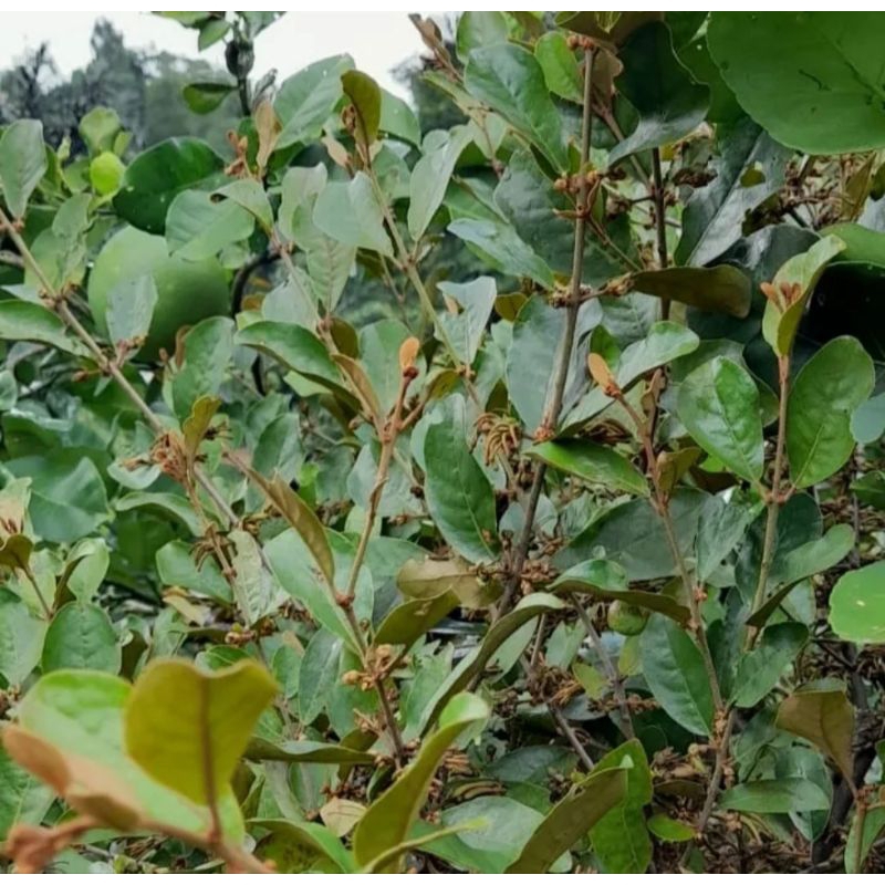 

daun benalu segar 1kg herbal alami di petik saat di order readystok siap kirim