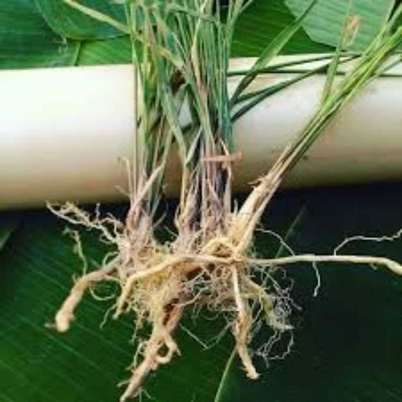 

AKAR ILALANG,AKAR ALANG ALANG,OBAT ALMI 250 GRM