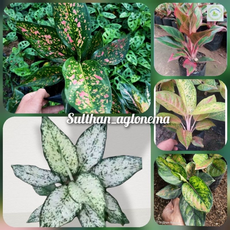 AGLONEMA PAKET/PAKET AGLONEMA/MURAH