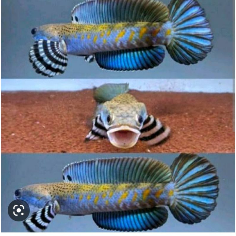 Pulcra Blue single tank 13-15cm