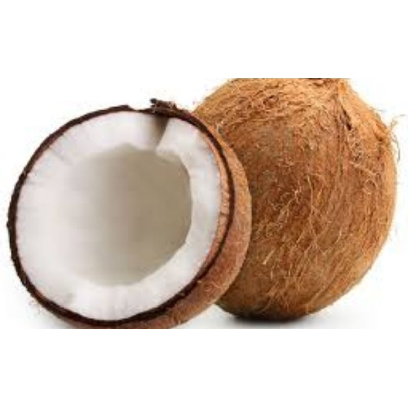 

Kelapa Tua Harga Perbiji