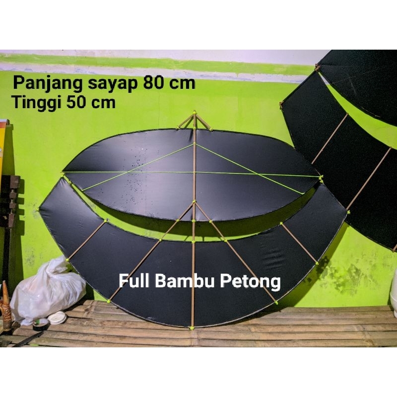 Gapangan Pegon Ceper Mini 1 meter Siap Terbang tanpa suwangan