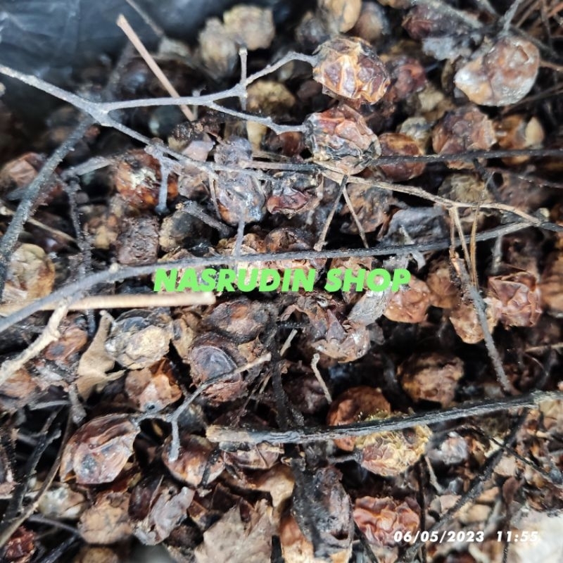 

[Fresh] BIBIT BIJI MINDI BUSUK SIAP SEMAI / BIBIT KAYU MINDI / BIBIT MINDI BIBIT BUAH MINDI