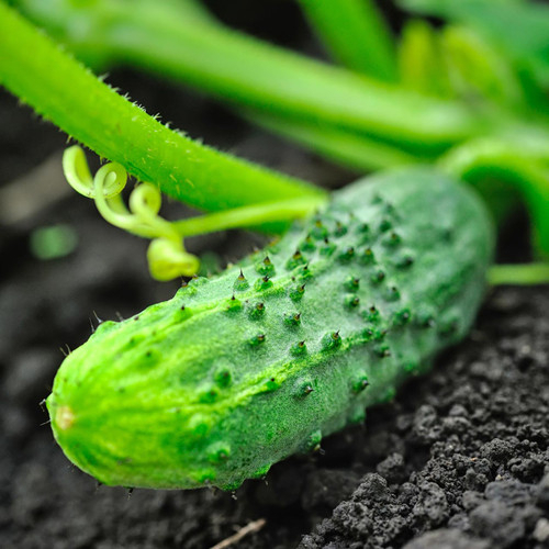 Benih Bibit Biji - Cucumber Marketmore 76 Mentimun Seeds - IMPORT