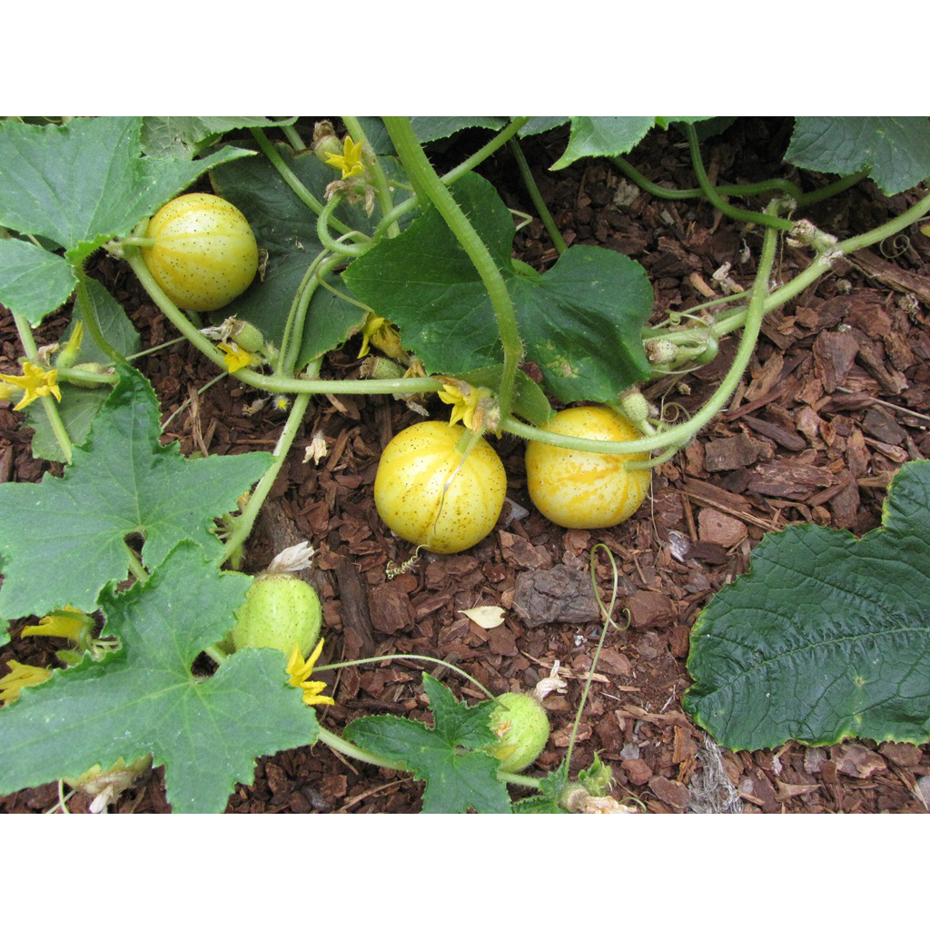 Benih Bibit Biji - Cucumber Crystal Lemon Mentimun Heirloom Seeds - IMPORT