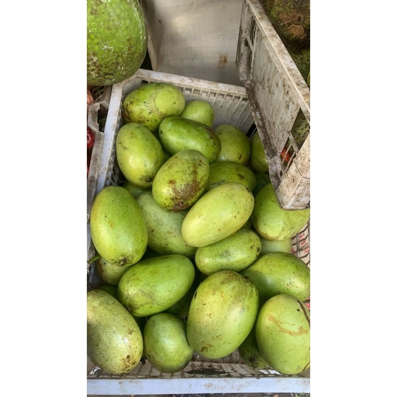 

Mangga