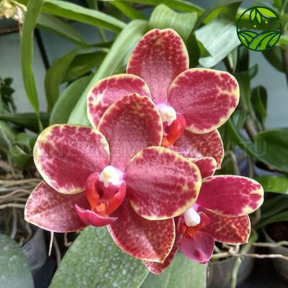 Anggrek Phalaenopsis Malang Jaya Remaja Rasa Dewasa - Anggrek Bulan bulan merah hybrid