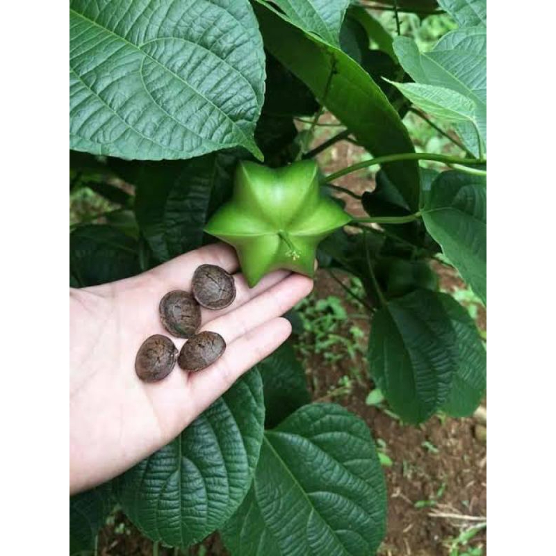 

biji kacang sancha ichi