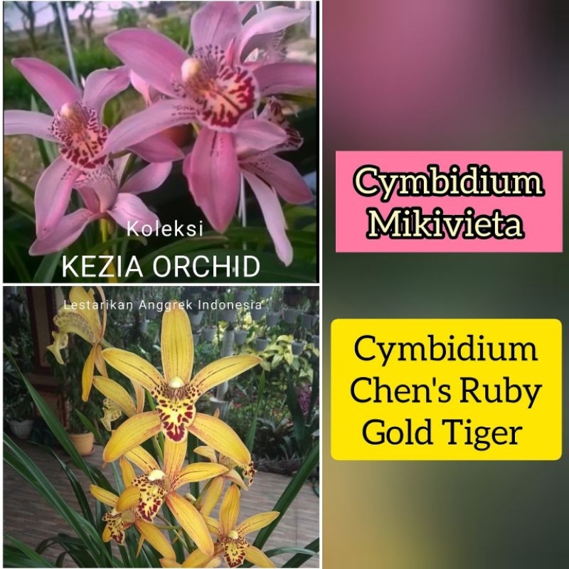 ORI Anggrek Cymbidium Chen's Ruby Gold Tiger; Cymbidium Mikivieta; Cymbidium Chens Ruby; Cimbidium C