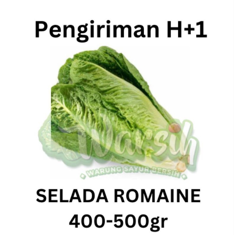 

WARSIH • SELADA / LETTUCE ROMAINE 500GR