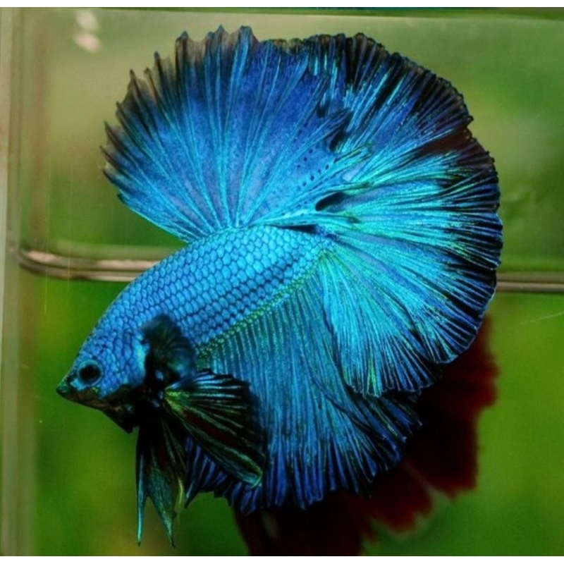 TERMURAH paket Halfmoon Isi 20 Bonus Pakan