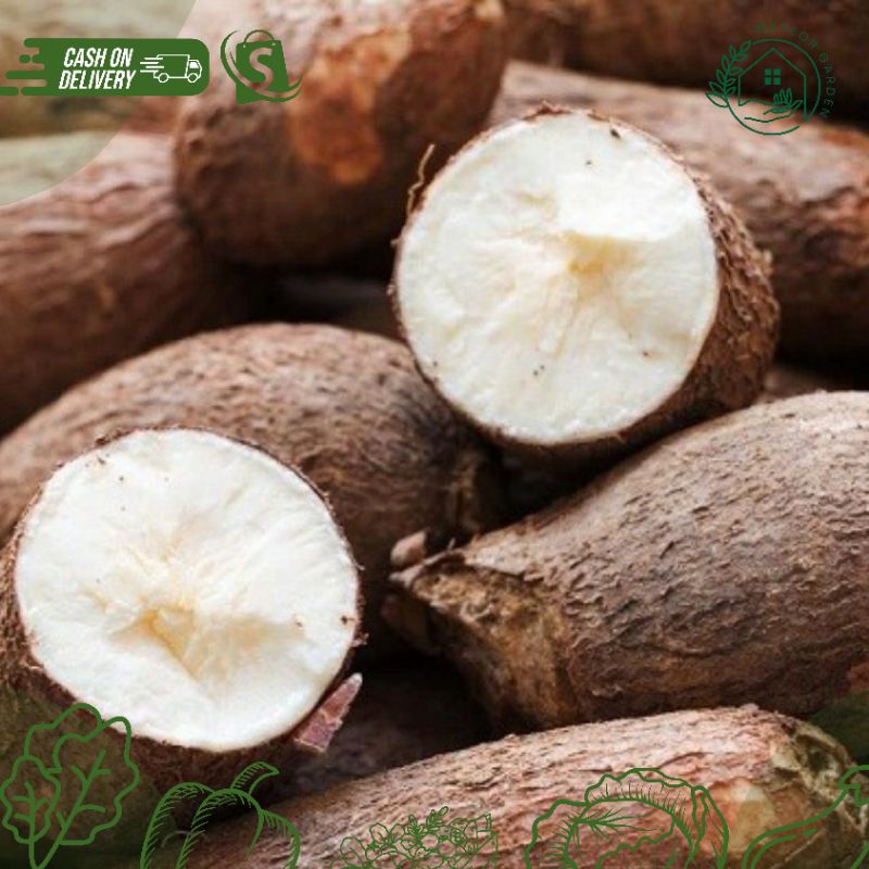 

SINGKONG (Berat 500gr)