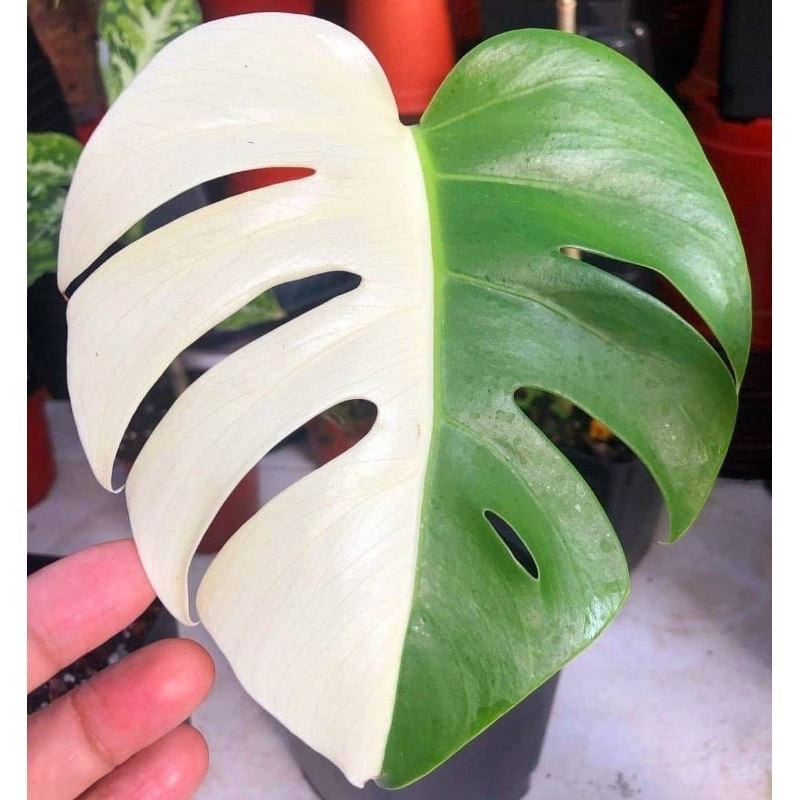 Tanaman hias monstera marble varigata / tanaman hias meja monstera varigata / Florist Nursery