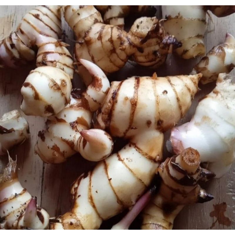 umbi putih ganyong merah 1kg