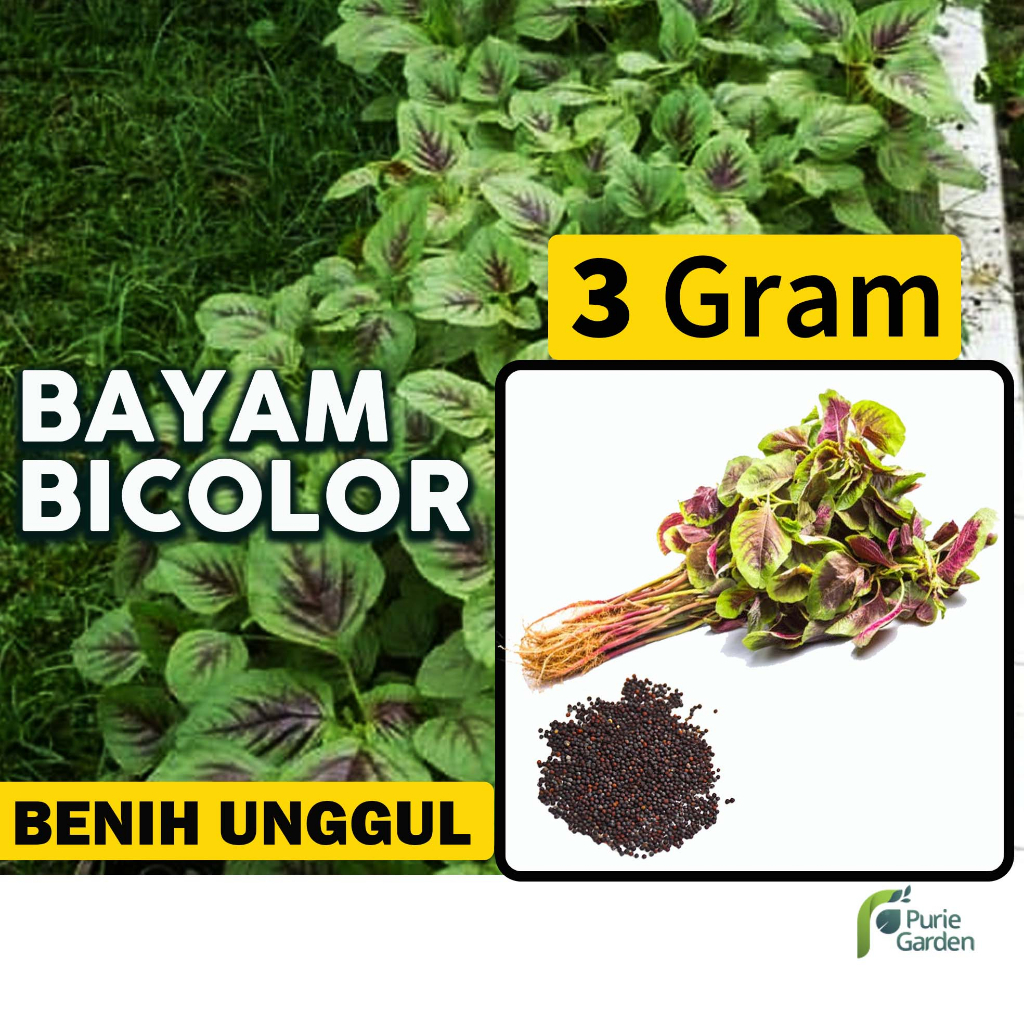 Benih Bibit Bayam Bicolor 3gr Dua Ribuan PG SBY