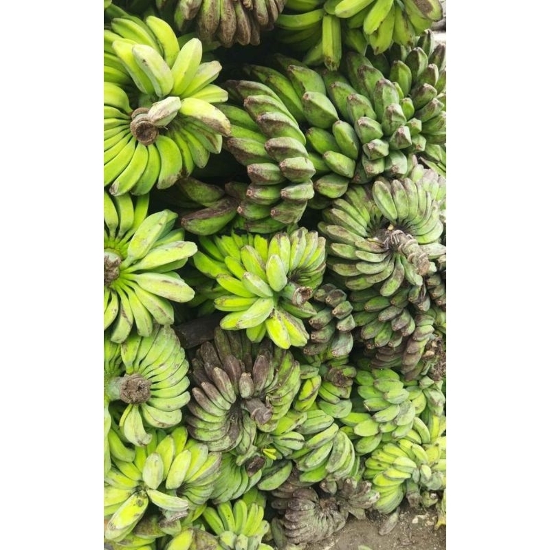 

Pisang kepok fresh/persisir