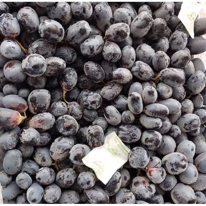 

Anggur hitam biji fresh 500gr