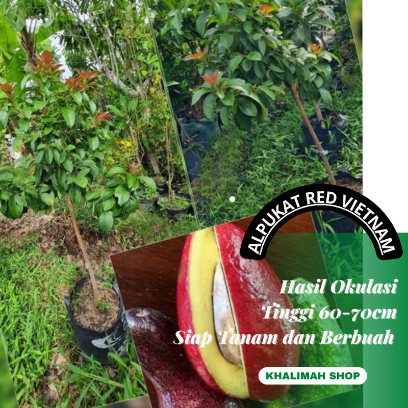 Bibit Alpukat Red Vietnam Asli
