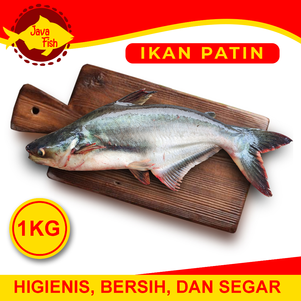 

Ikan Patin Hidup Harga Per Kg Bukan per Ekor