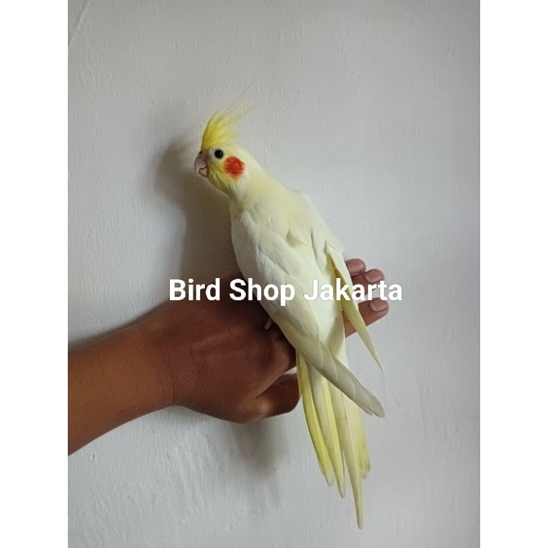 Falk lutino Mata Merah Dewasa Jinak Sudah Milet