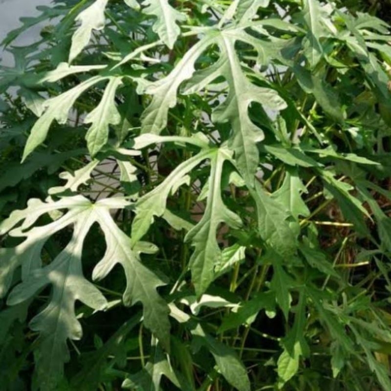 

Daun Gedi segar 200 gr