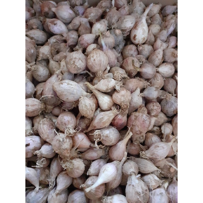 

Bawang Lanang / Tunggal Fresh 250gr LOKAL ukuran MIX