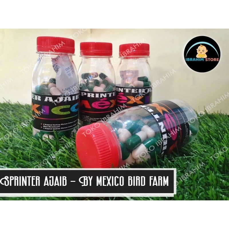 Sprinter ajaib Jamu Merpati Mexico bird farm