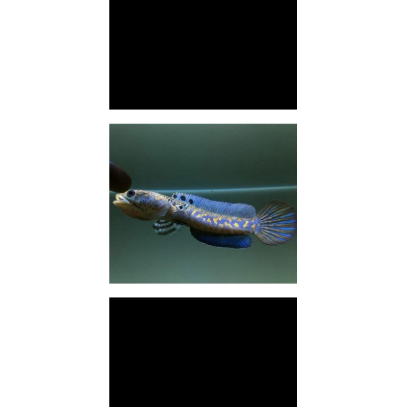 channa blue pulchra  9-10 cm premium quality spek kontes ( bonus pelet racikan Belitang Snakehead Ke