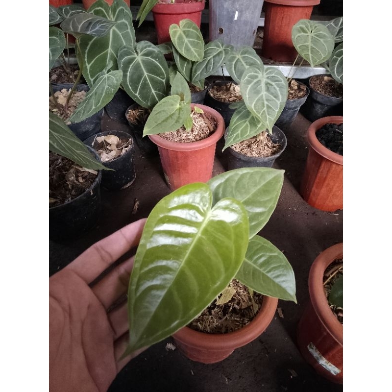 anthurium Vici king