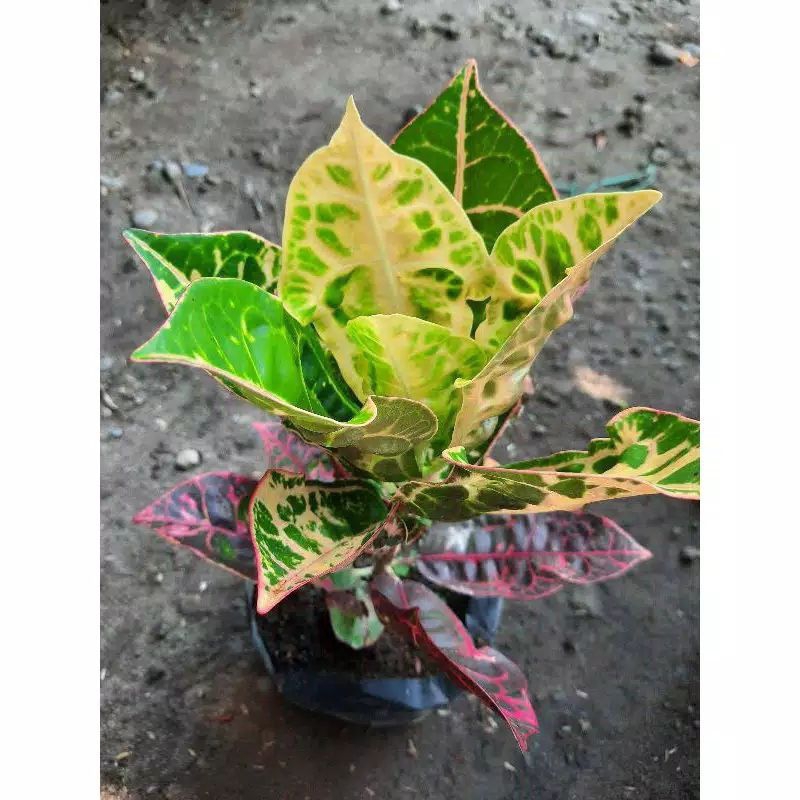 ( BISA COD ) Tanaman hias puring kura / tanaman puring kura / pohon puring kura / tanaman puring mur