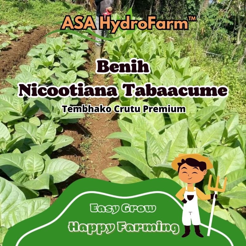 ASA HydroFarm - ( Ribuan Biji ) Benih Bibit Nichotiaana Tabbacume - Tembhako Crutu Premium Kualitas 