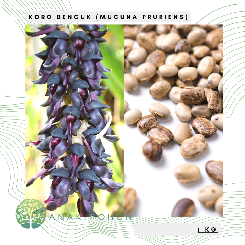 (1 KG) Benih Bibit Biji - Koro Benguk Mucuna pruriens Kacang Babi Kara Seeds