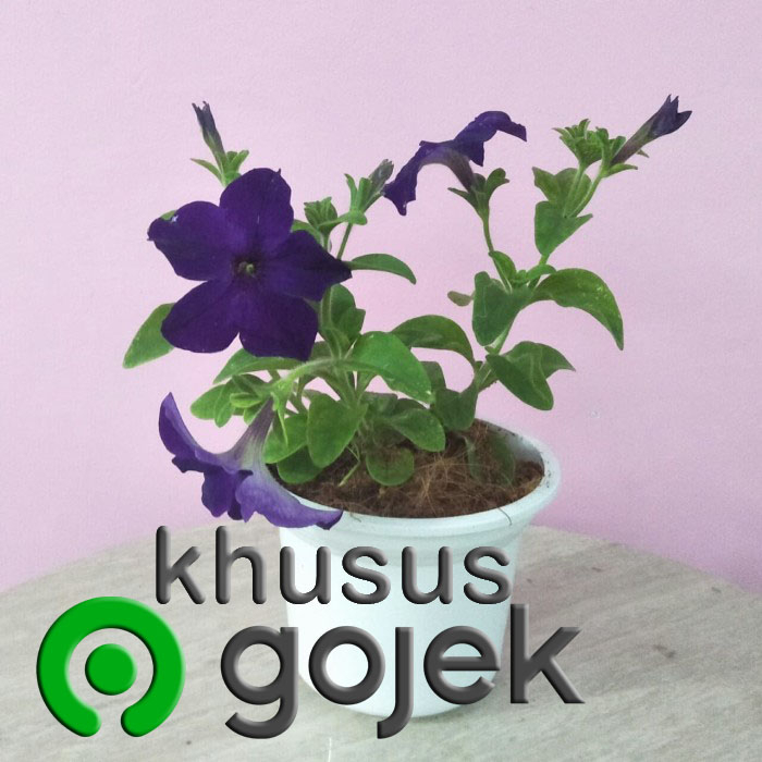 Tanaman hias Petunia bunga biru (DIKIRIM PLUS POT)