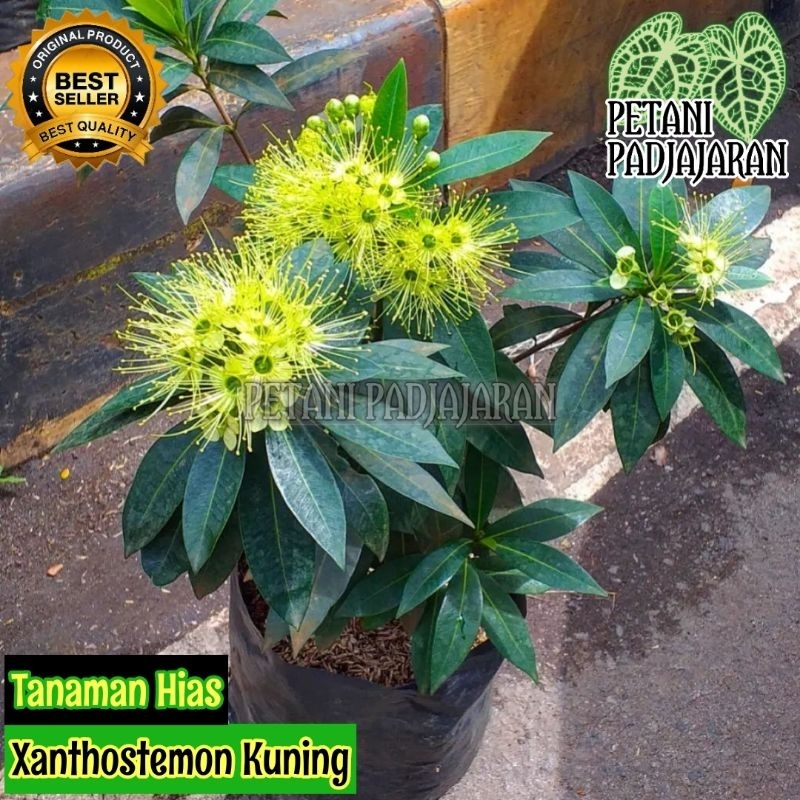 Tanaman Hias Bunga Santos Lemon - Santos Lemon