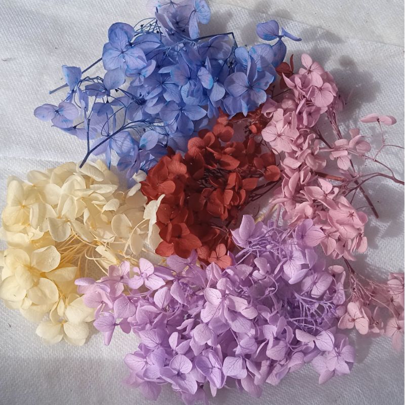 preserved bunga hydrangea (2 gr), bunga hydrangea, hydrangea preserved