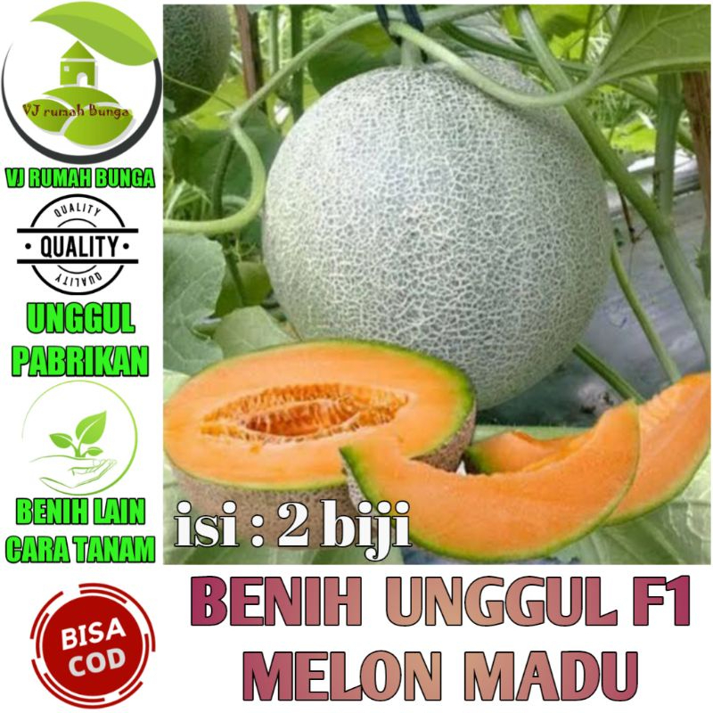COD Benih Buah Melon Madu F1 Tahan Hama Bibit Buah Melon Orange Madu TERMURAH