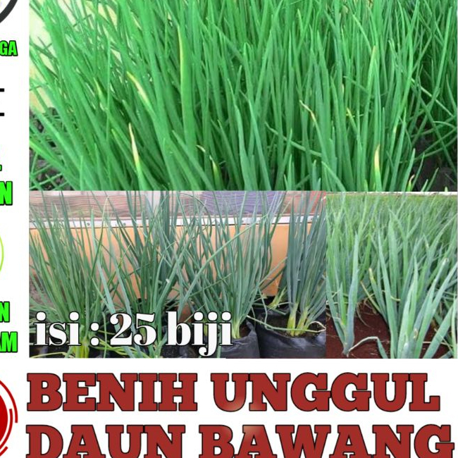 COD 25 Biji - Benih Daun Bawang Fragrant Unggul - Benih Biji Daun Bawang Kucai