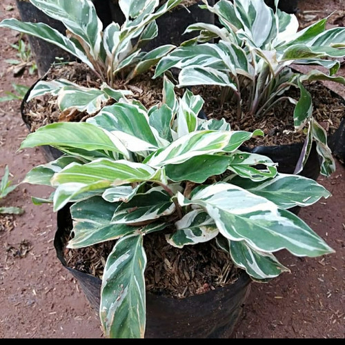 Tanaman hias/pohon hias calatea tissu