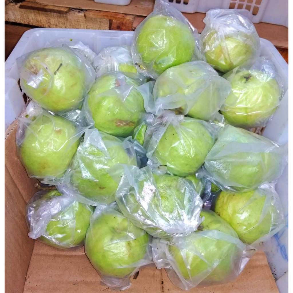 

Jambu Kristal
