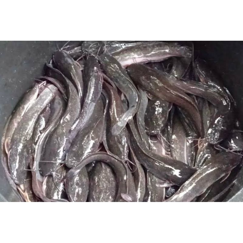 

lele konsumsi segar Sidoarjo