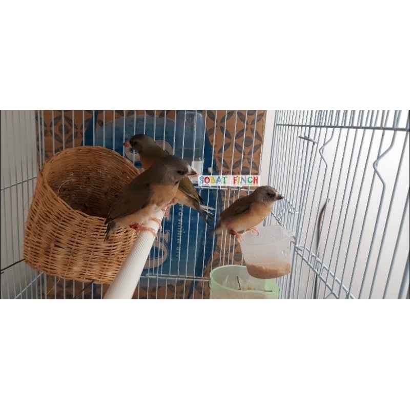 Burung Gould Amadine Hijau Unsex Lokal Ring Hasil ternakan Sendiri