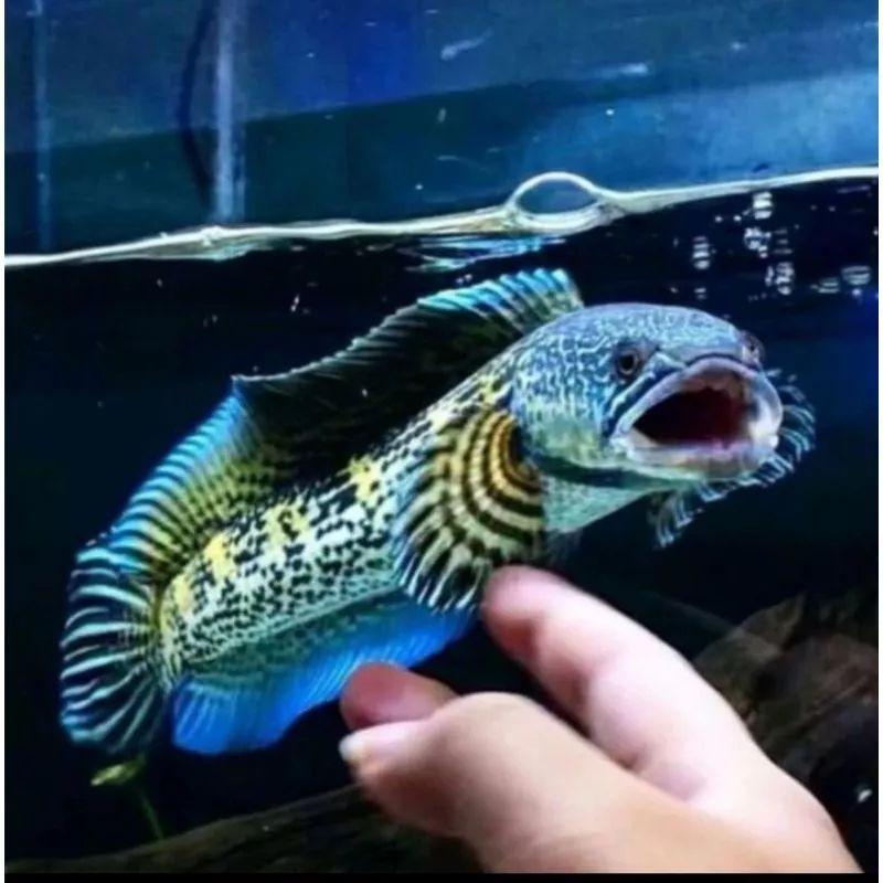 Cana auranti 3_4 cm pilihan