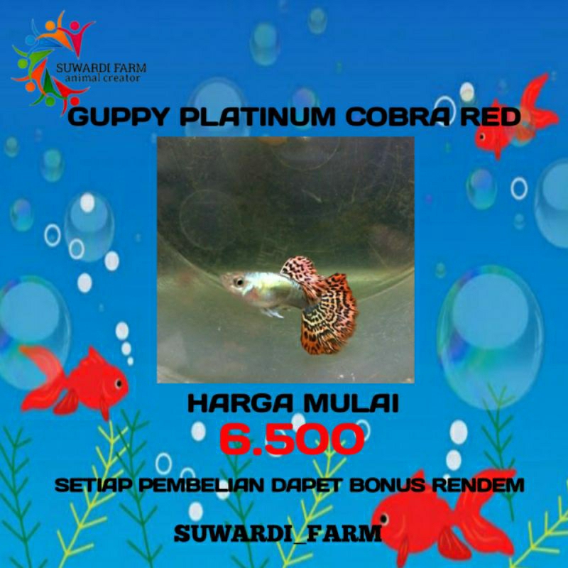 aksesoris Akwarium (Guppy Platinum cobra red)