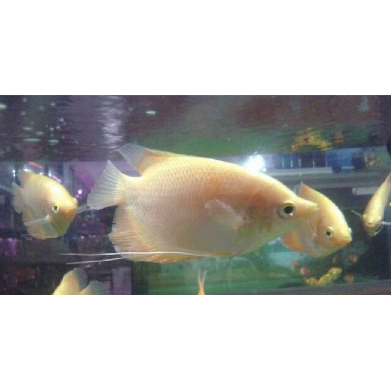 hiasan akuarium gurame padang