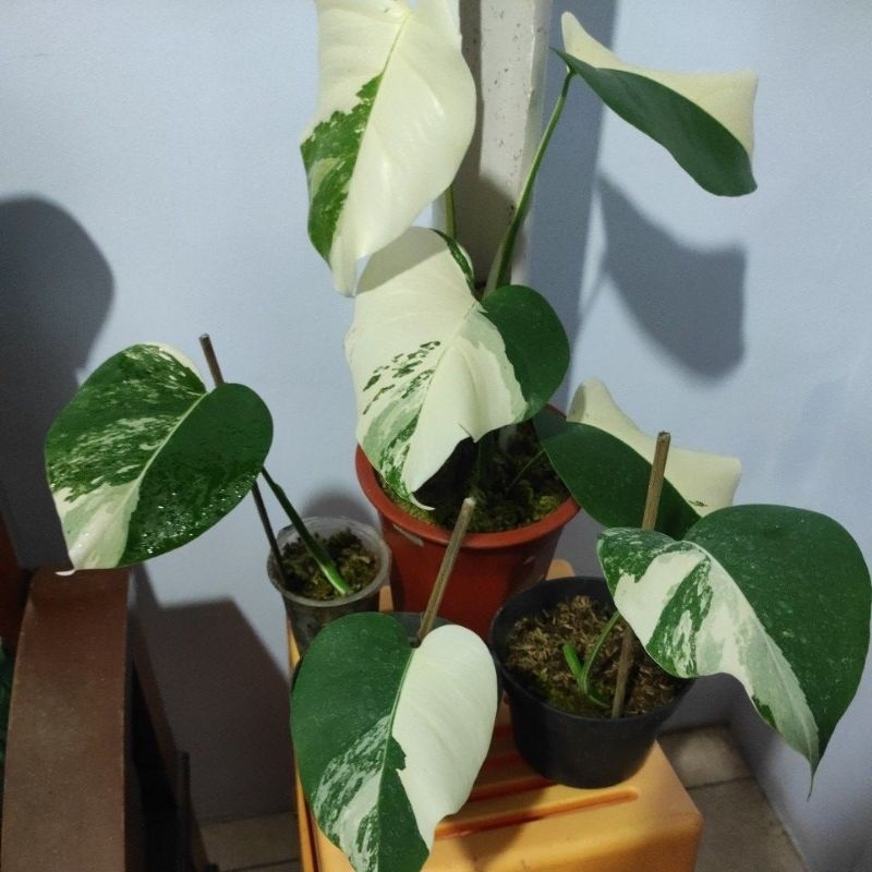 Monstera Variegata White Tiger