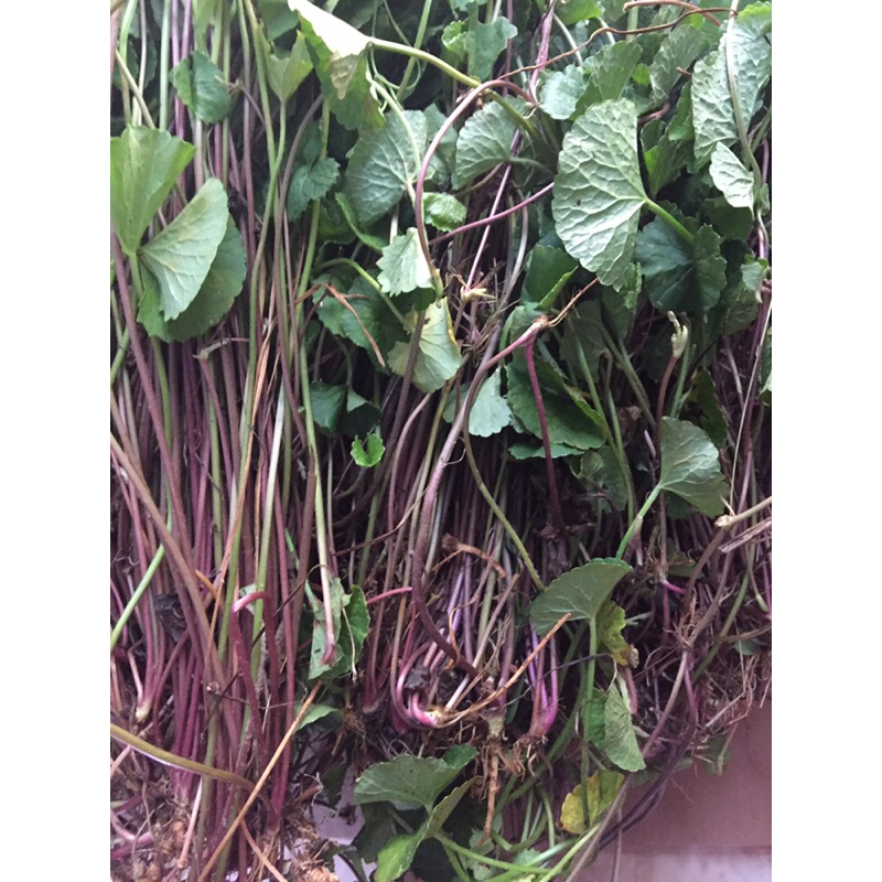 

pegagan merah pegagan lanang 500gr