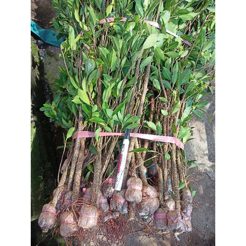 Paket kimeng 25 batang