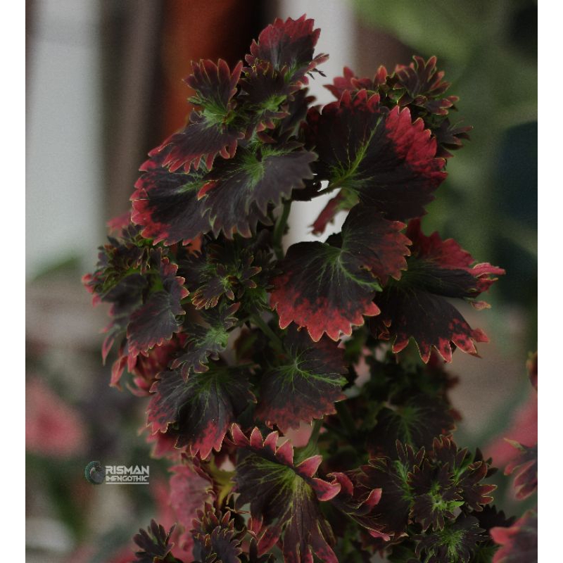 Miana Coleus